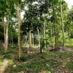LAND IN NARAMMALA