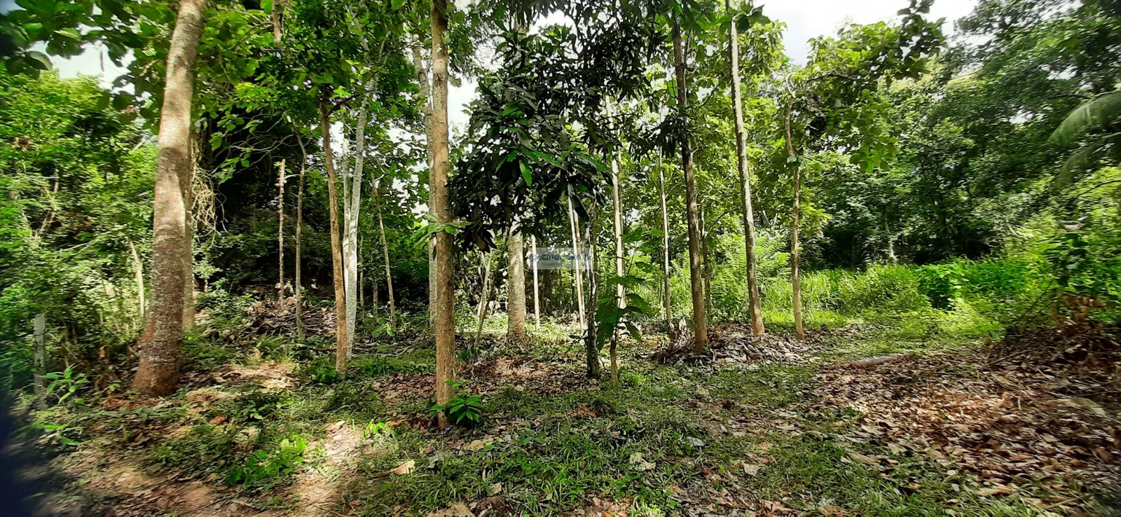 LAND IN NARAMMALA
