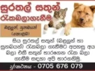 Pet care