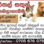 Pet care