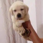 Labrodor female puppy
