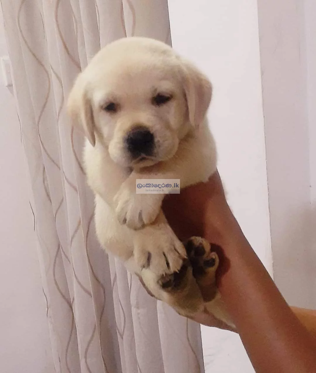 Labrodor female puppy