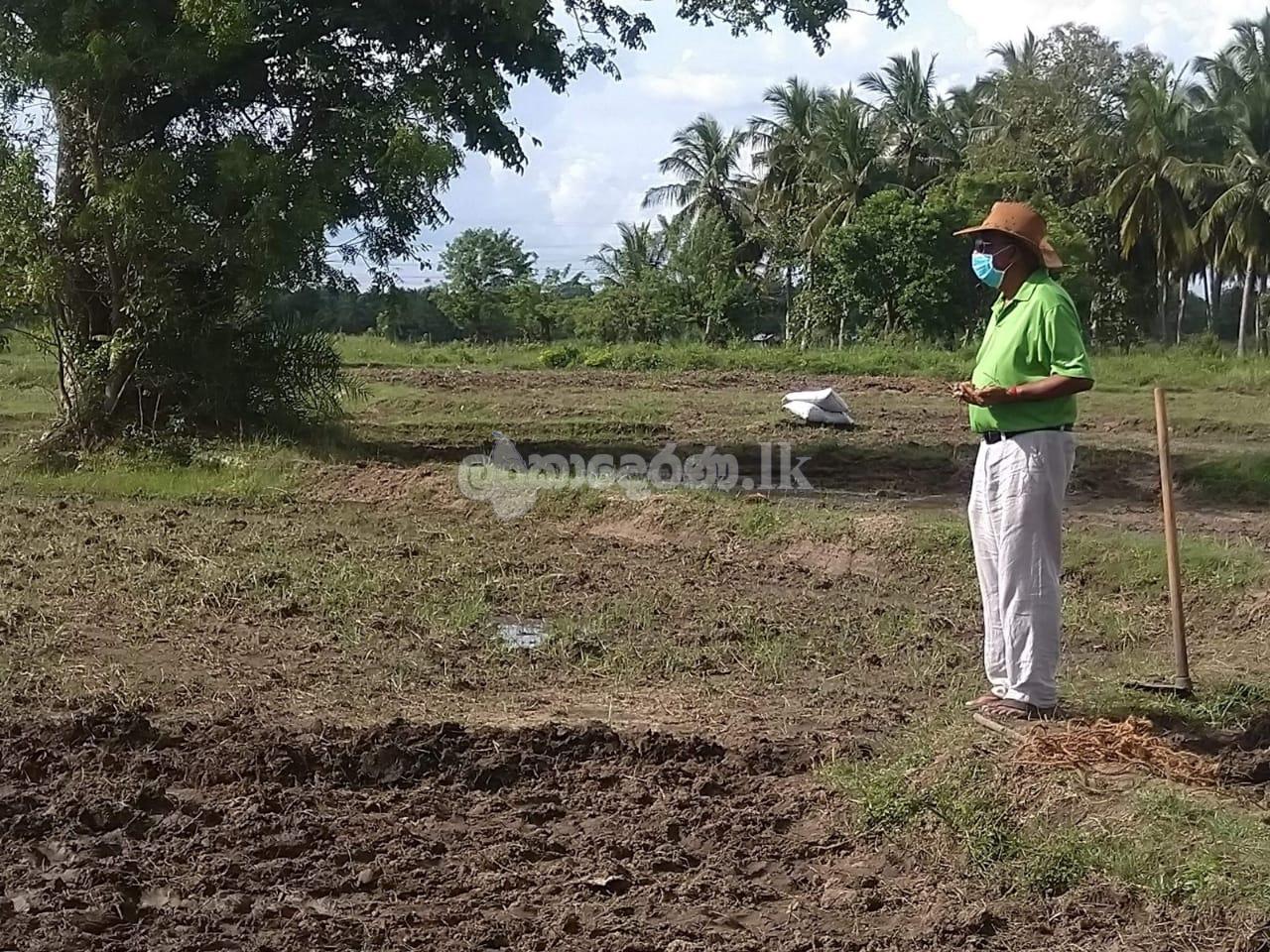 Code 3710B aland for sale Anurdhapura