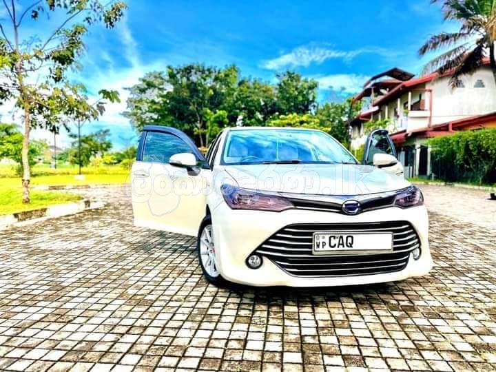 AXIO G GRADE ( 2016 )