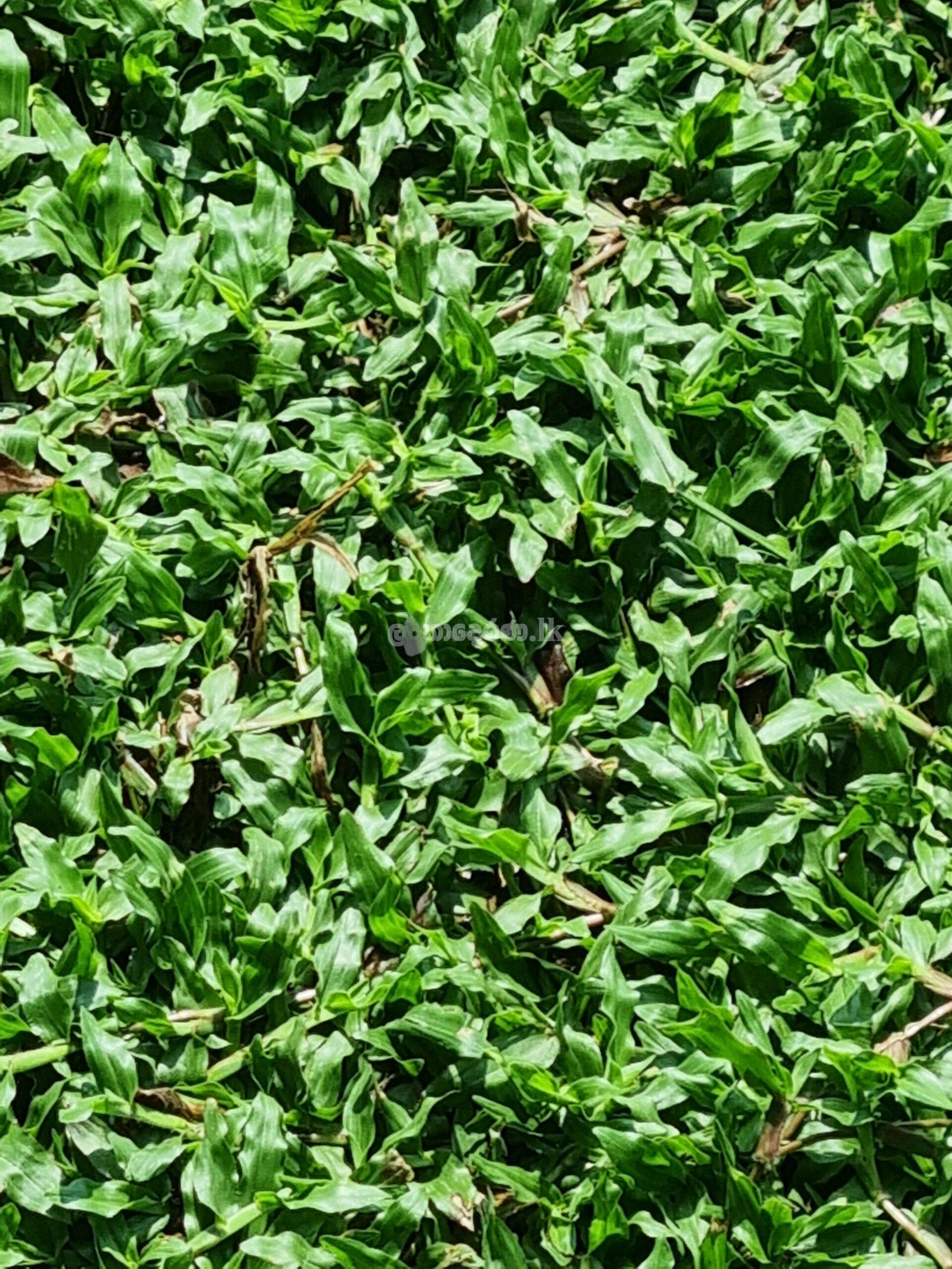 Malaysian grass