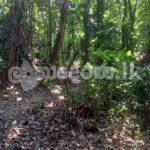 Code 3730 Land fir sale Kandy