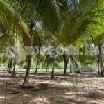 Code 3742 Land for sake Kalpitiya