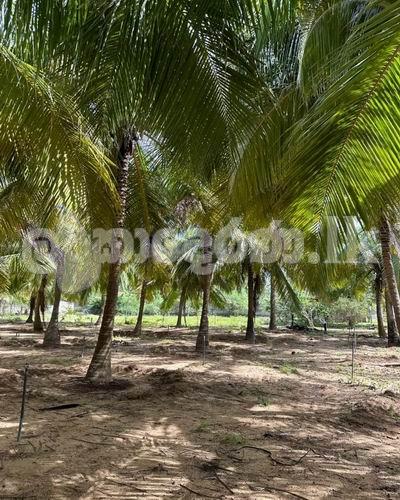 Code 3742 Land for sake Kalpitiya