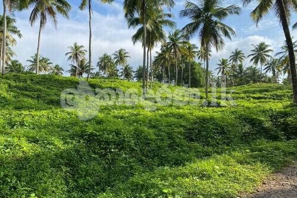 Code 3762 Coconut estate for sale Meerigama