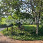 Code 3762 Coconut estate for sale Meerigama