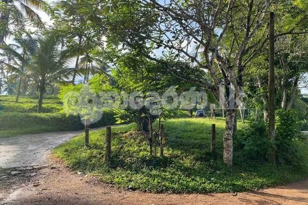 Code 3762 Coconut estate for sale Meerigama