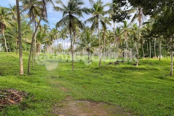 Code 3762 Coconut estate for sale Meerigama
