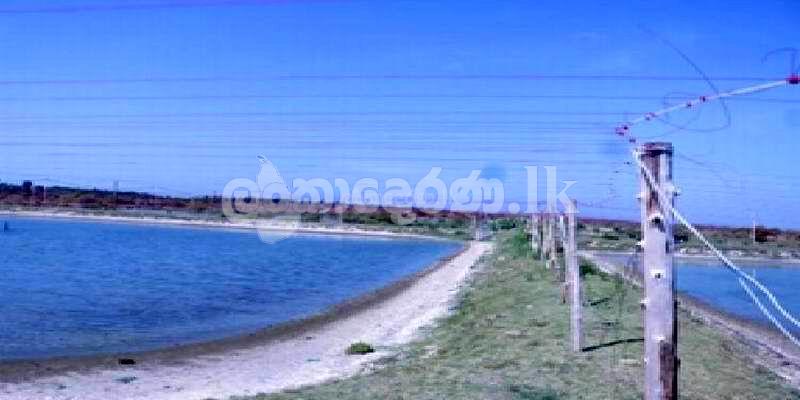 Code 3770 Prawn farm gor sale Kalpitiya