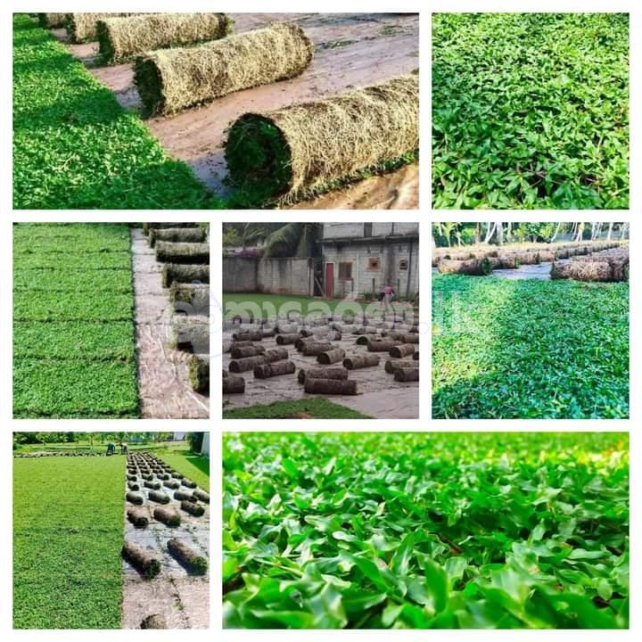 Malaysian Grass Landscaping Service