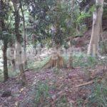 Land for sale (3979) Kandy